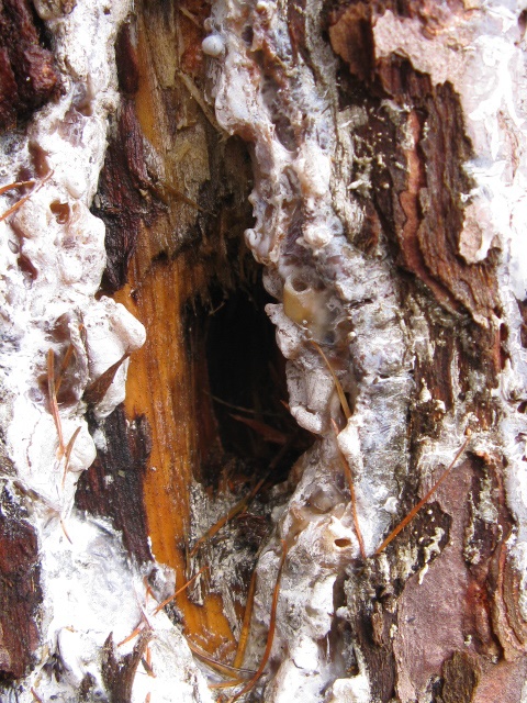 buchi su albero